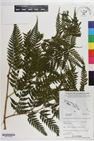 登錄號:P021185藏品圖，第3張