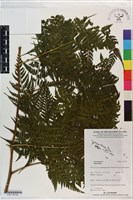 登錄號:P021185藏品圖，第4張