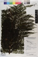 登錄號:P021188藏品圖，第1張