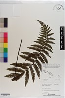 登錄號:P021189藏品圖，第1張