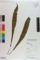 登錄號:P021190藏品圖，第1張