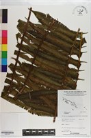 登錄號:P021191藏品圖，第1張