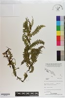 登錄號:P021192藏品圖，第1張