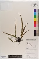 登錄號:P021193藏品圖，第1張