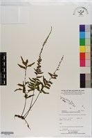 登錄號:P021194藏品圖，第1張