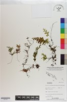 登錄號:P021195藏品圖，第1張