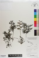 登錄號:P021196藏品圖，第1張