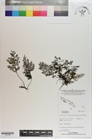 登錄號:P021198藏品圖，第1張