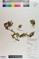 登錄號:P021199藏品圖，第1張