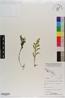 登錄號:P021200藏品圖，第1張