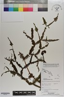 登錄號:P021201藏品圖，第1張