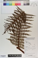 登錄號:P021206藏品圖，第1張