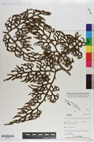 登錄號:P021207藏品圖，第1張