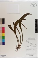 登錄號:P021208藏品圖，第1張