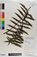 登錄號:P021209藏品圖，第1張