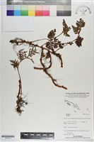 登錄號:P021211藏品圖，第1張