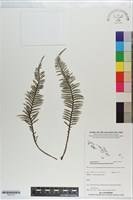 細葉蒿蕨藏品圖，第1張