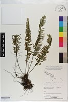 穴子蕨藏品圖，第1張