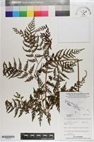 登錄號:P021215藏品圖，第1張