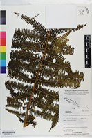 登錄號:P021218藏品圖，第1張