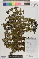 登錄號:P021218藏品圖，第2張