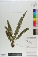 登錄號:P021219藏品圖，第1張