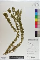 登錄號:P021220藏品圖，第1張