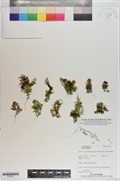 登錄號:P021221藏品圖，第1張