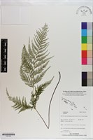 登錄號:P021222藏品圖，第1張