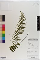 登錄號:P021223藏品圖，第1張