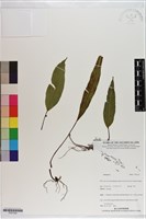 登錄號:P021224藏品圖，第1張