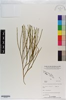 登錄號:P021225藏品圖，第1張