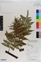 登錄號:P021226藏品圖，第1張