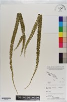 登錄號:P021228藏品圖，第1張