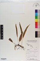 登錄號:P021229藏品圖，第1張