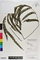 登錄號:P021234藏品圖，第1張