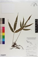 登錄號:P021235藏品圖，第1張