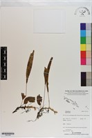 登錄號:P021236藏品圖，第1張