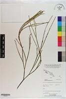 垂枝松葉蕨藏品圖，第1張