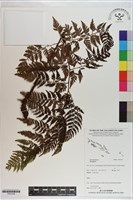 登錄號:P021238藏品圖，第1張