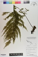 登錄號:P021239藏品圖，第1張