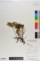 登錄號:P021241藏品圖，第1張