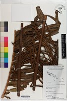 登錄號:P021243藏品圖，第1張