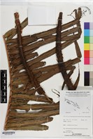 登錄號:P021243藏品圖，第2張