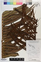 登錄號:P021243藏品圖，第3張