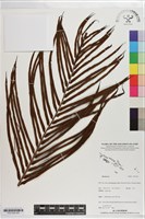 登錄號:P021243藏品圖，第4張