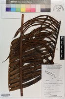 登錄號:P021243藏品圖，第5張