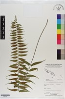 鈍齒鐵角蕨藏品圖，第1張