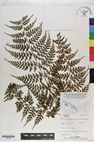 登錄號:P021245藏品圖，第1張