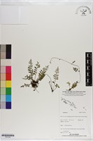 登錄號:P021246藏品圖，第1張